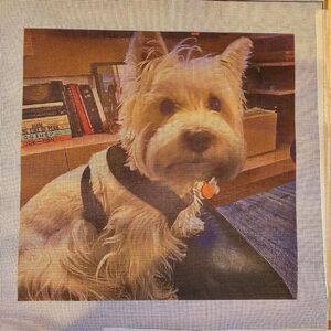 1393 Needlepoint Canvas Westie White Highland Terrier 14” x 14” NWT